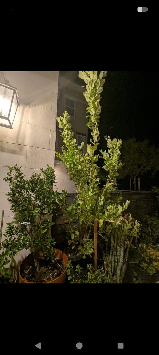 Lemon And Clemenules Trees