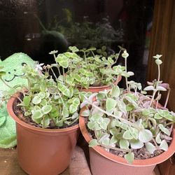 Little Missy Succulent