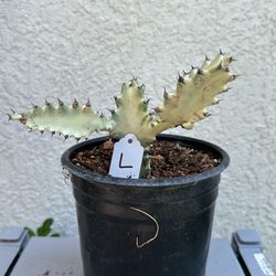 Euphorbia Lactea 