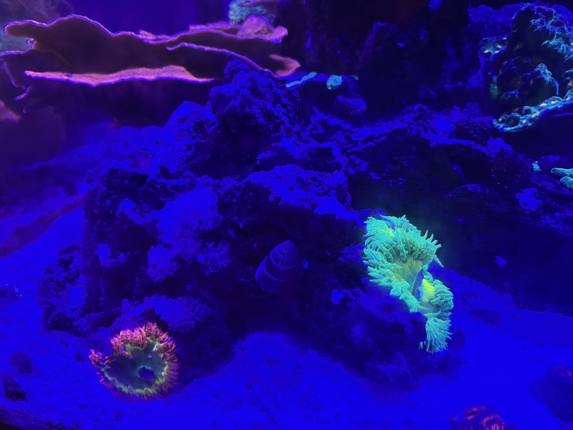 Fish Tank Decor