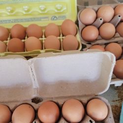 Fresh Eggs 