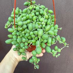 6” strings of watermelon 