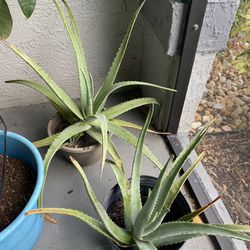 Aloe Both For 10$