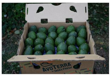 Avocados (check listing for details)