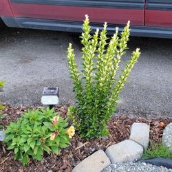 Paloma Blanca Euonymus shrub