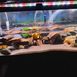 40 Gallon With Stand