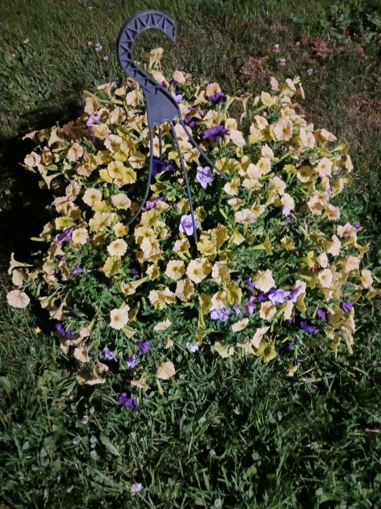 Petunia Hanging Basket