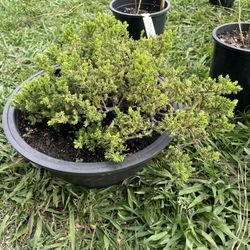 California Juniper Bonsai And More!