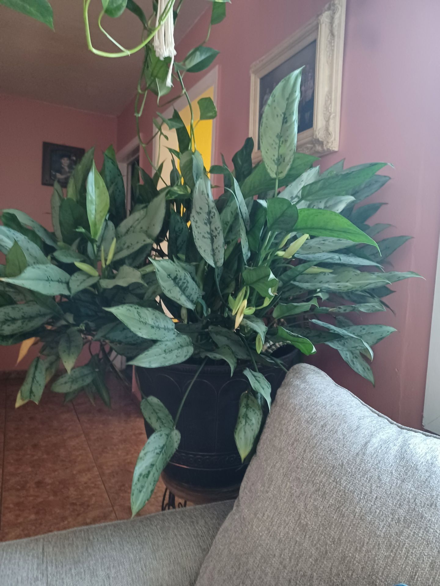 Plant