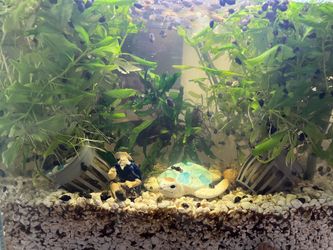 2 1/2. Gal. Clear tank