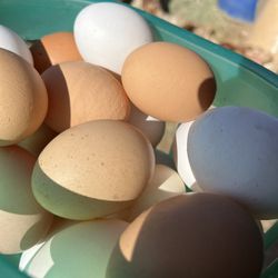 Fresh Chicken/duck Eggs 