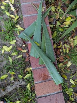 Aloe vera leaves.