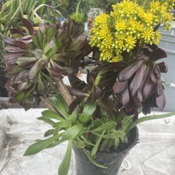 Beautiful Plants Succulents Amaryllis’s Bloomed $30 Each 