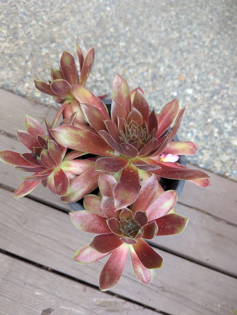 Succulents