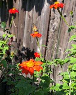 Mexican Sunflower