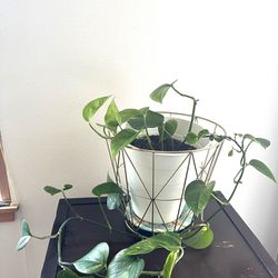 Healthy Pothos Plant in white pot with gold fixture.