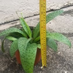 Silver Squill Plant,  Live 