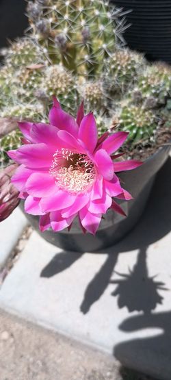 Cactus plant.