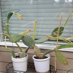 Unique Cactus Plants With White Ceramic Pots 