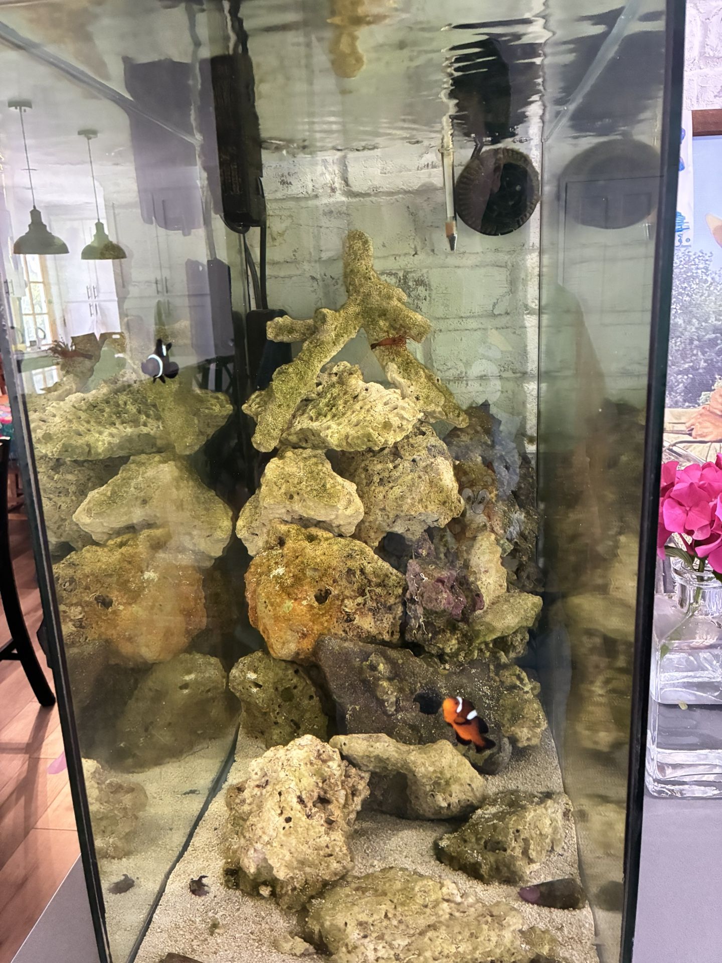 29g Aquarium