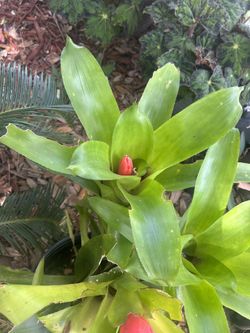 Flaming Torch House Plant 