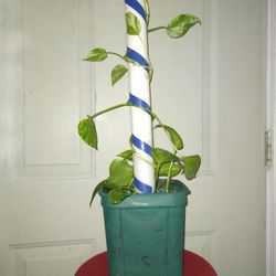 Golden Pathos Plants 