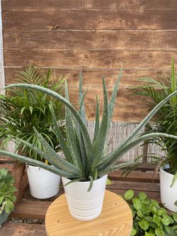 House Plants in modern ceramic pots