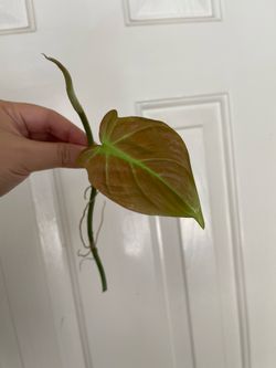 Philodendron Camposportaonum plant CUTTING