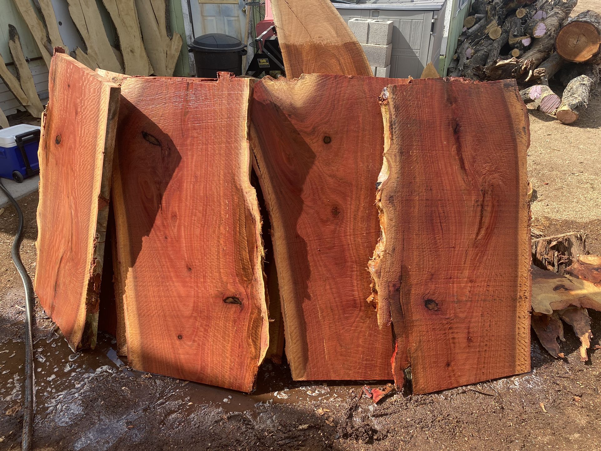 Eucalyptus. Live Edge Wood Slabs. DIY Table Etc