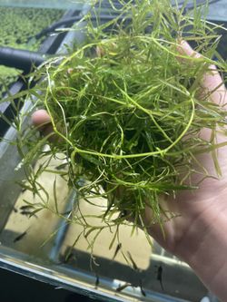 Guppy Grass Aquarium Plant 