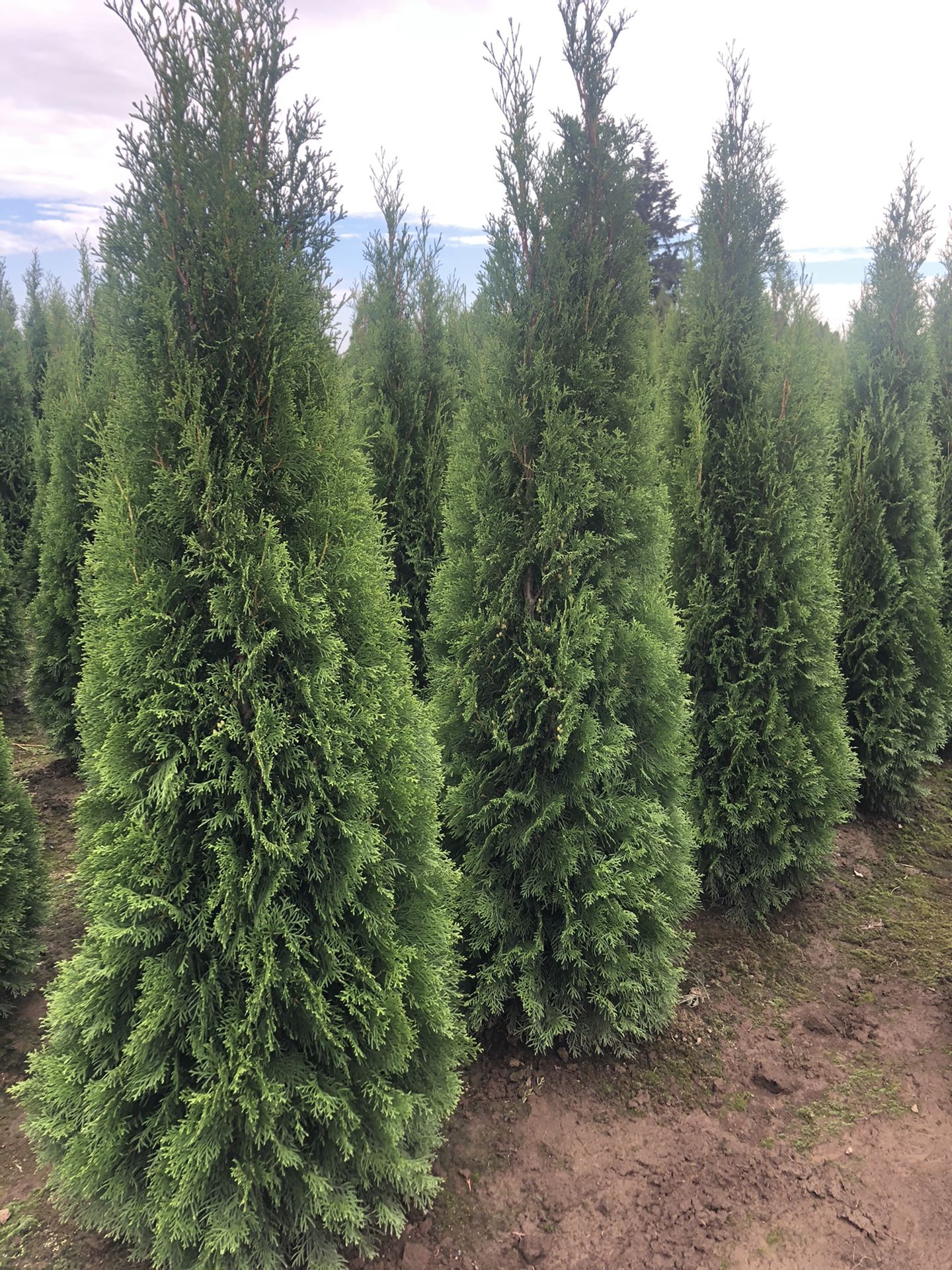 Emerald green arborvitae for Sale in Salem, OR - OfferUp