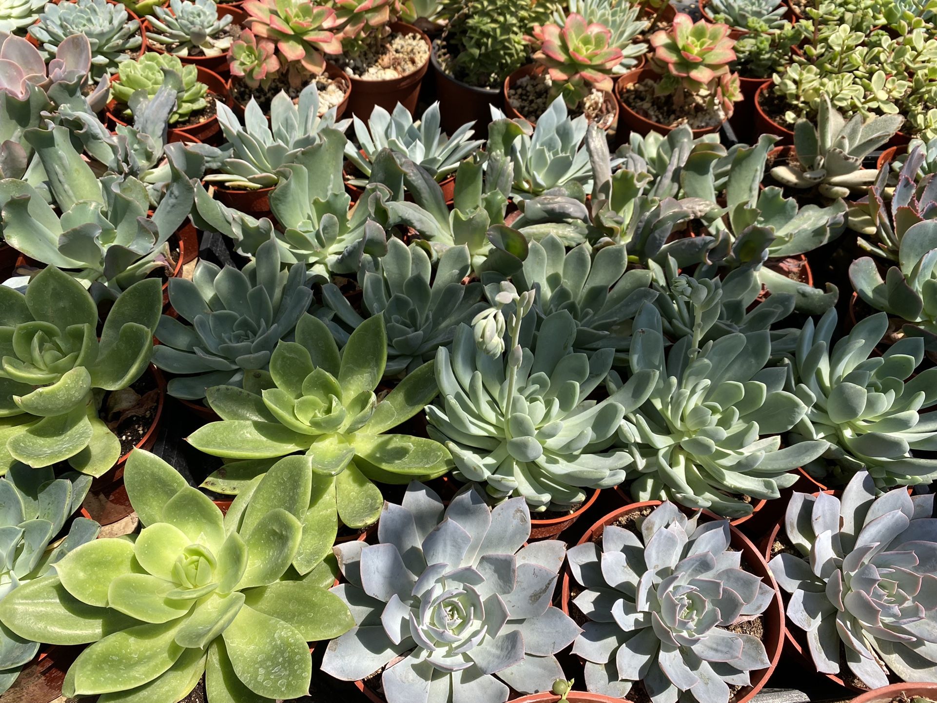 SUCCULENTS 