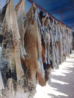Cowhide rugs