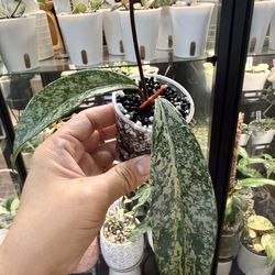 Hoya Pubicalyx Pink Silver Ghost