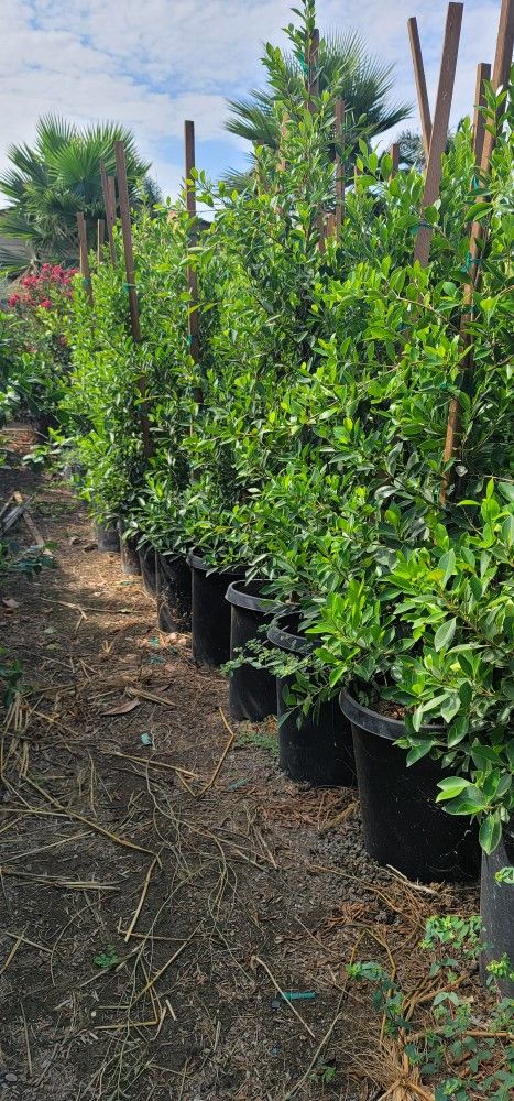 Indian Laurel 