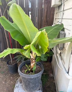 Dwarf Cavendish Ultra Musa Banana Tree