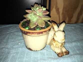 Succulents in ceramic bunny pot