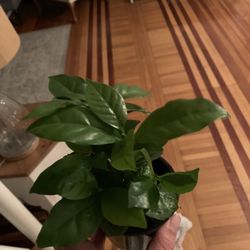 Arabica Coffee Plant!! ONLY $15!!