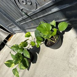 Hawaiian Potho Plants 