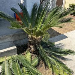 Free Sego Palm
