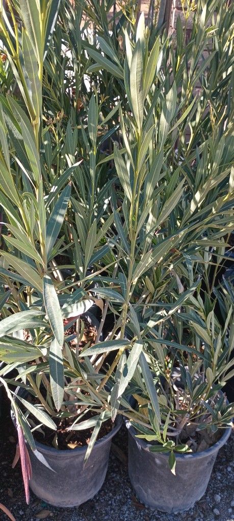 Oleanders Plant.
