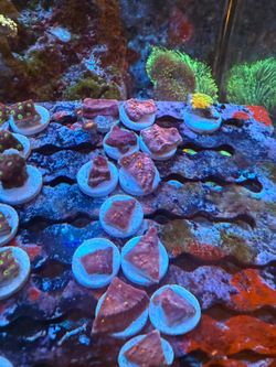 Fake Coral decoraciones