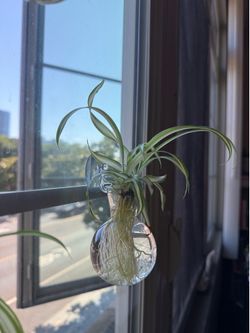 Spider Plant Starters (x4)