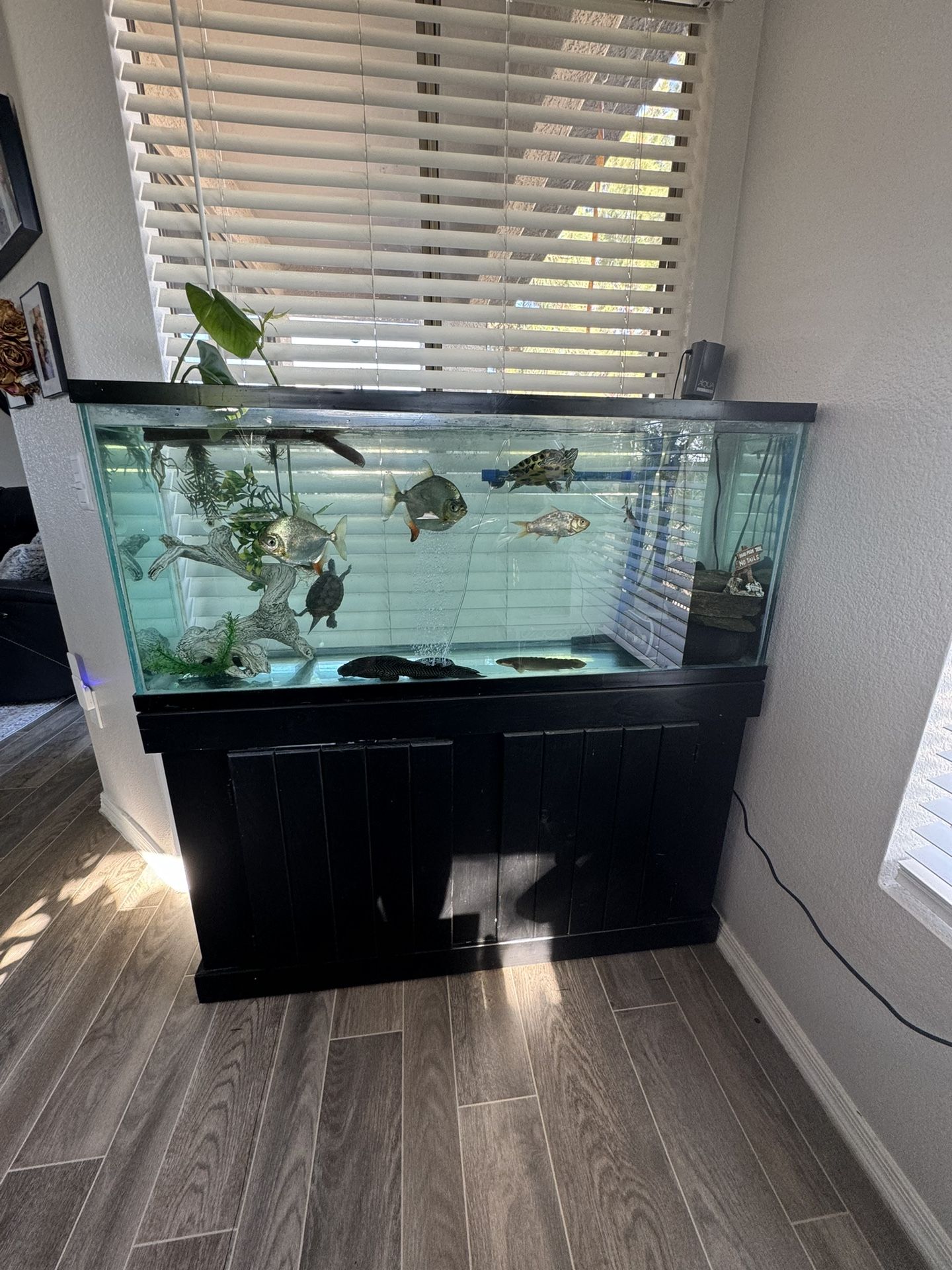 55 Gallon Fish Tank With Stand