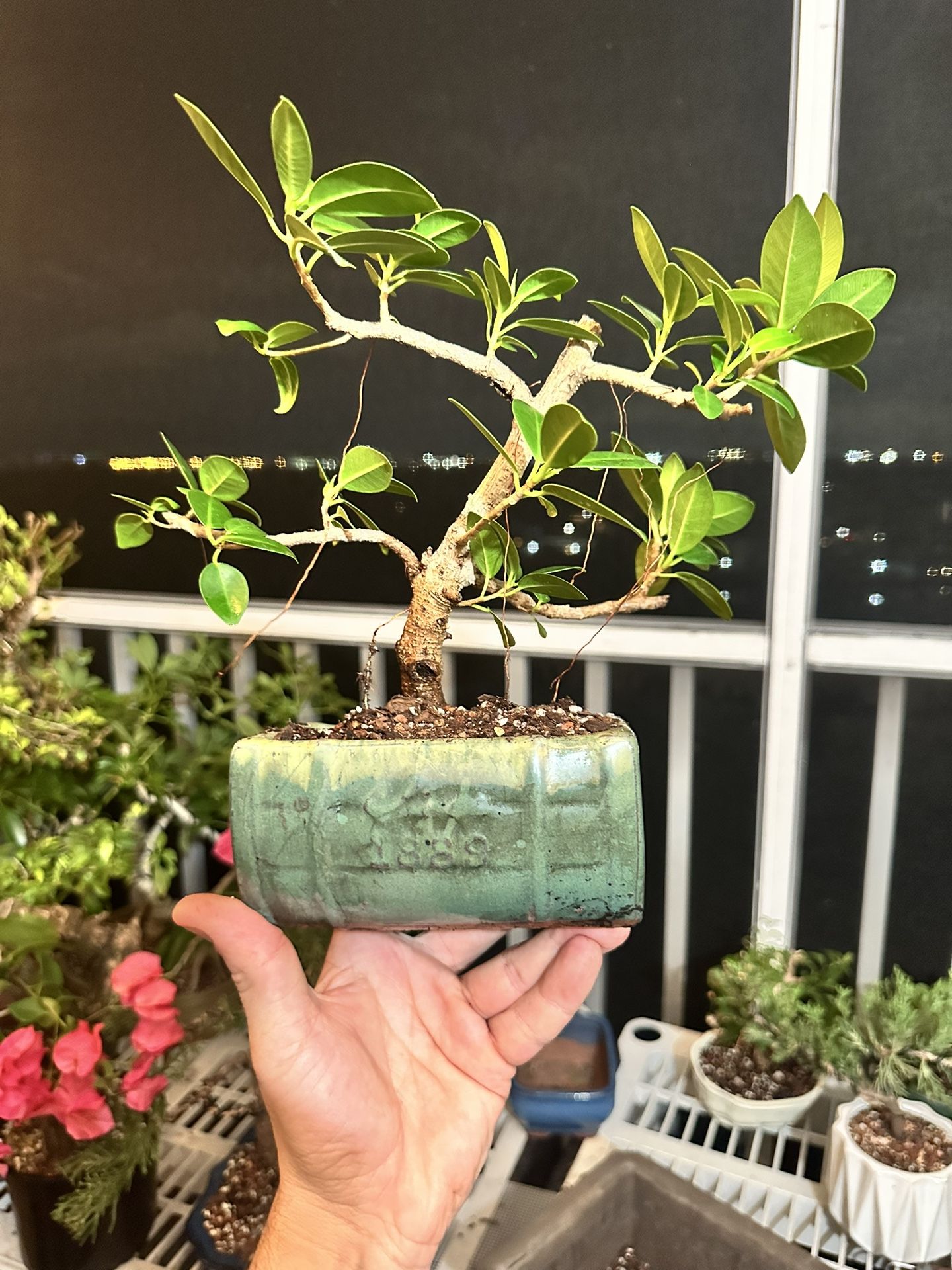 Bonsai Green Island Ficus (small)