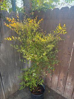 Nandina