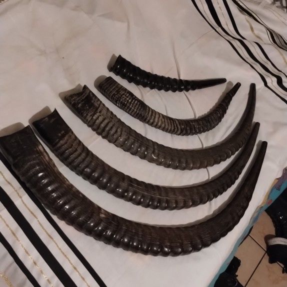 Shofar Exóticos / Sable Kosher