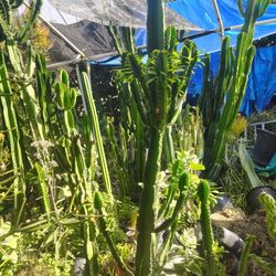 Euphoria Succulent Plant