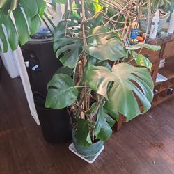 Monstera Deliciosa 