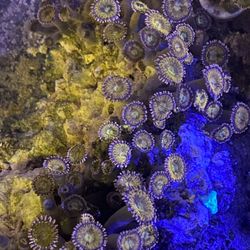 Live rock With Zoas